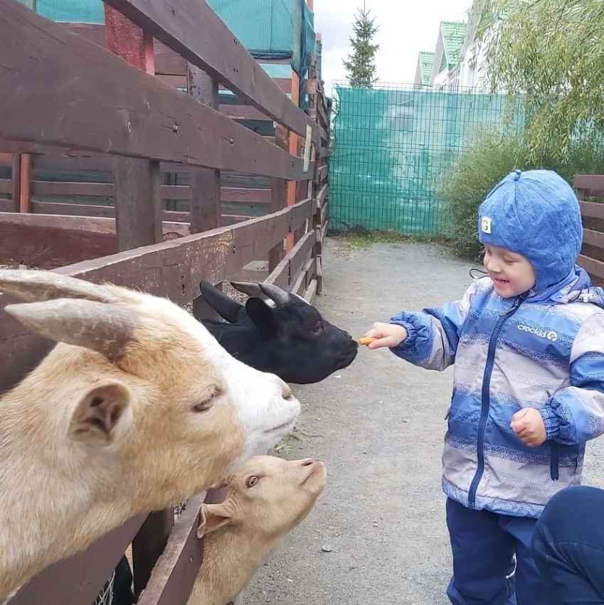 Рома кормит коз на прогулке
